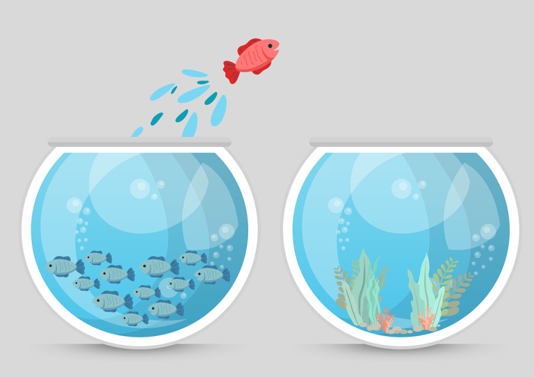 Ein roter Fisch springt von einem leeren Aquarium in ein anderes mit Pflanzen.